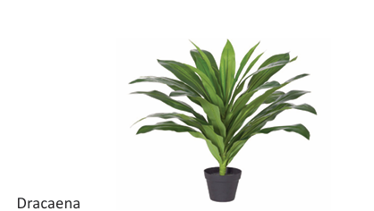 dd_Dracaena_Plant-20.png